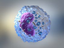 Lymphocytes are white blood cells or leucocytes in the human immune system consisting of B and T cells which form antibodies for royalty free illustration Lymphocytes are white blood cells or leucocytes in the human immune system consisting of B and T cells which form antibodies for royalty free illustration