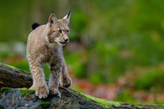 Lynx, chat sauvage eurasien marchant sur la pierre verte de mousse avec la forêt verte à l'arrière-plan, animal dans l'habitat de Photo libre de droits Lynx, chat sauvage eurasien marchant sur la pierre verte de mousse avec la forêt verte à l'arrière-plan, animal dans l'habitat de Photo libre de droits