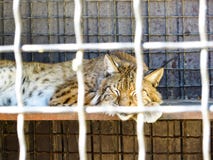 Lynx dans une cage photos libres de droits Lynx dans une cage photos libres de droits