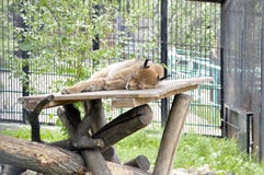 Lynx de sommeil dans le zoo image stock Lynx de sommeil dans le zoo image stock