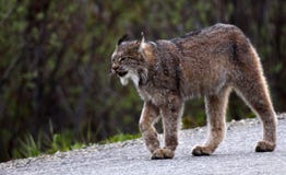 Lynx in Nationaal Park Denali stock afbeelding Lynx in Nationaal Park Denali stock afbeelding