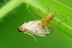Lynx Spider Eating A Moth In The Park Stock Photography