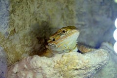 Lámpara que toma el sol del Agama del Hatchling del barbata barbudo de Pogona fotos de archivo Lámpara que toma el sol del Agama del Hatchling del barbata barbudo de Pogona fotos de archivo