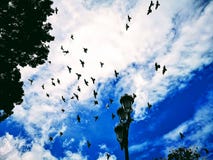 Lámpara y fondo y palomas del cielo imagen de archivo libre de regalías Lámpara y fondo y palomas del cielo imagen de archivo libre de regalías
