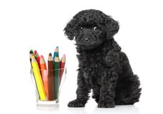Lápis próximo coloridos pretos do filhote de cachorro da caniche fotografia de stock royalty free Lápis próximo coloridos pretos do filhote de cachorro da caniche fotografia de stock royalty free
