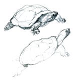 Lápiz de dos bosquejo artístico del pequeño tortugas libre illustration Lápiz de dos bosquejo artístico del pequeño tortugas libre illustration