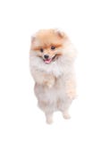 Lächelnde entzückende braune flaumige pomeranian Hundestellung lokalisiert auf dem weißen Hintergrund, Tier mit glücklichen Gesic stockfoto Lächelnde entzückende braune flaumige pomeranian Hundestellung lokalisiert auf dem weißen Hintergrund, Tier mit glücklichen Gesic stockfoto