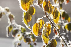 Lämnar i frosten royaltyfri fotografi Lämnar i frosten royaltyfri fotografi