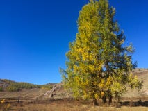 Lärkträd i mitt av den Kurai stäppen Guld- höst i Altai, Ryssland arkivfoton Lärkträd i mitt av den Kurai stäppen Guld- höst i Altai, Ryssland arkivfoton