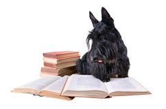 Läs- hund royaltyfri fotografi Läs- hund royaltyfri fotografi
