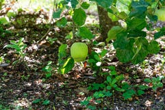 Låg hängande frukt, ett grönt äpple som nästan hänger jordningen fotografering för bildbyråer Låg hängande frukt, ett grönt äpple som nästan hänger jordningen fotografering för bildbyråer
