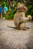 Lång-tailed behandla som ett barn macaqueMacacafascicularis i den Ubud apan Forest Temple som äter en majskolvhavre genom att anv Royaltyfri Bild Lång-tailed behandla som ett barn macaqueMacacafascicularis i den Ubud apan Forest Temple som äter en majskolvhavre genom att anv Royaltyfri Bild
