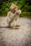 Lång-tailed behandla som ett barn macaqueMacacafascicularis i den Ubud apan Forest Temple som äter en majskolvhavre genom att anv Arkivbilder Lång-tailed behandla som ett barn macaqueMacacafascicularis i den Ubud apan Forest Temple som äter en majskolvhavre genom att anv Arkivbilder