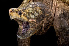 Låsande fast sköldpadda för alligator (den Macrochelys temminckiien) Royaltyfri Foto Låsande fast sköldpadda för alligator (den Macrochelys temminckiien) Royaltyfri Foto