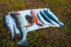Låset i Pescaen för Barents hav, torsk, saffrantorsk, havsbas, havsgoby, sill, makrill royaltyfria foton Låset i Pescaen för Barents hav, torsk, saffrantorsk, havsbas, havsgoby, sill, makrill royaltyfria foton
