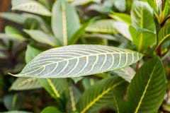 låter vara tropiskt grönt naturligt för bakgrund details naturen arkivbild låter vara tropiskt grönt naturligt för bakgrund details naturen arkivbild