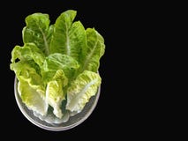 Légume de vert de Cos Lettuce photographie stock libre de droits Légume de vert de Cos Lettuce photographie stock libre de droits