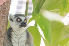 Lémur du Madagascar, yeux oranges lumineux, regard fixe vigilant intense, jungle verte de feuillage derrière l'animal posé Images libres de droits Lémur du Madagascar, yeux oranges lumineux, regard fixe vigilant intense, jungle verte de feuillage derrière l'animal posé Images libres de droits