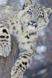 Léopard de neige Cub image stock Léopard de neige Cub image stock