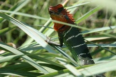 Lézard asiatique image stock Lézard asiatique image stock