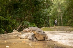 Lézard de moniteur malais de l'eau, salvator de Varanus, se trouvant sur la route, homme marchant à l'arrière-plan images stock Lézard de moniteur malais de l'eau, salvator de Varanus, se trouvant sur la route, homme marchant à l'arrière-plan images stock
