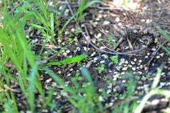 Lézard vert se cachant dans l'herbe photos libres de droits Lézard vert se cachant dans l'herbe photos libres de droits