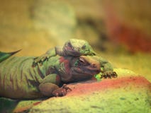 Lézards de Chuckwalla image stock Lézards de Chuckwalla image stock