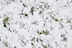 Lío caótico de las huellas del pájaro en nieve en un césped foto de archivo Lío caótico de las huellas del pájaro en nieve en un césped foto de archivo