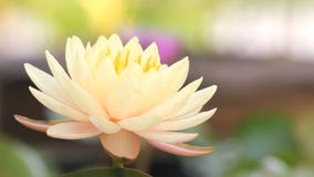 Lírio de água amarela cor-de-rosa, florescência da flor de lótus, video estoque Lírio de água amarela cor-de-rosa, florescência da flor de lótus, video estoque
