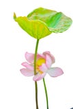 Lótus e folha cor-de-rosa isolados de Lotus ilustração do vetor Lótus e folha cor-de-rosa isolados de Lotus ilustração do vetor