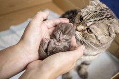 Lögner för veck för rolig nyfödd strimmig kattkattunge skotsk i kvinnlighänder och sött sovande, moderkattanseende beside royaltyfria bilder Lögner för veck för rolig nyfödd strimmig kattkattunge skotsk i kvinnlighänder och sött sovande, moderkattanseende beside royaltyfria bilder