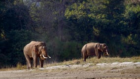 Lös asiatisk elefant i Bardia, Nepal Fotografering för Bildbyråer Lös asiatisk elefant i Bardia, Nepal Fotografering för Bildbyråer