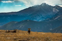 Lös canadensis Rocky Mountain Colorado för Ovis för Bighornfår arkivbild Lös canadensis Rocky Mountain Colorado för Ovis för Bighornfår arkivbild