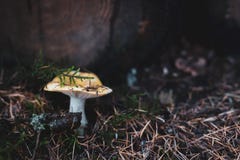 Lös champinjon på skoggolvet royaltyfri fotografi Lös champinjon på skoggolvet royaltyfri fotografi