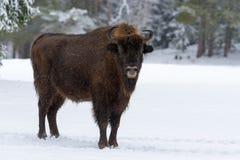 Lös europeisk Wood bison, tjurman Moderliga Bison Close Up Vuxen lös europébrunt Bison Bison Bonasus In Winter Time A arkivfoton Lös europeisk Wood bison, tjurman Moderliga Bison Close Up Vuxen lös europébrunt Bison Bison Bonasus In Winter Time A arkivfoton