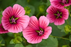 Lösa blommor på en malva för sommardag fotografering för bildbyråer Lösa blommor på en malva för sommardag fotografering för bildbyråer