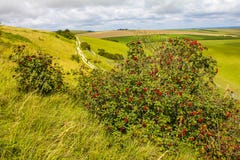 Lösa bär på Lancing ner, östliga Sussex, England arkivbild Lösa bär på Lancing ner, östliga Sussex, England arkivbild