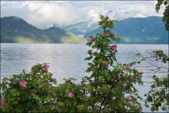 Lösa rosor och berg i den Squamish kusten arkivbild Lösa rosor och berg i den Squamish kusten arkivbild
