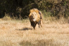 Löwe auf der Ladung lizenzfreie stockfotografie Löwe auf der Ladung lizenzfreie stockfotografie