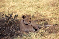 Löwe schläft im Gras stockfoto Löwe schläft im Gras stockfoto