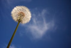 Löwenzahn gegen tiefen blauen Himmel stockfotografie Löwenzahn gegen tiefen blauen Himmel stockfotografie
