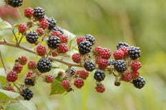 Mûre ou Blackberry sauvage photos libres de droits Mûre ou Blackberry sauvage photos libres de droits