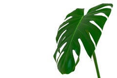 M?rkt - gr?na sidor av monstera- eller splittringbladphilodendronen den tropiska l?vverkv?xten som isoleras p? vit bakgrund royaltyfri bild M?rkt - gr?na sidor av monstera- eller splittringbladphilodendronen den tropiska l?vverkv?xten som isoleras p? vit bakgrund royaltyfri bild