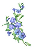 maagdenpalm Tak van eerste de lentebloemen - VÃnca-mÃnor stock illustratie maagdenpalm Tak van eerste de lentebloemen - VÃnca-mÃnor stock illustratie
