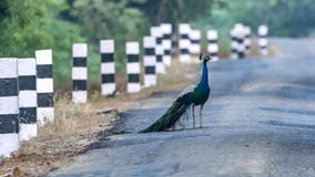 Maak manier voor het Wilde leven - Pauwen op de wegen van landelijk India royalty-vrije stock foto's Maak manier voor het Wilde leven - Pauwen op de wegen van landelijk India royalty-vrije stock foto's