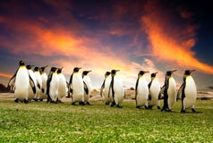 Maart van de Pinguïnen royalty-vrije stock afbeeldingen Maart van de Pinguïnen royalty-vrije stock afbeeldingen
