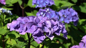 Mac del penique, macrophylla de la hortensia Mac del penique, macrophylla de la hortensia