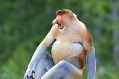 Macaco de probóscide imagem de stock Macaco de probóscide imagem de stock