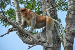 Macaco de probóscide em Bornéu fotos de stock Macaco de probóscide em Bornéu fotos de stock