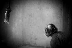 Macaco de vista triste em uma gaiola foto de stock royalty free Macaco de vista triste em uma gaiola foto de stock royalty free